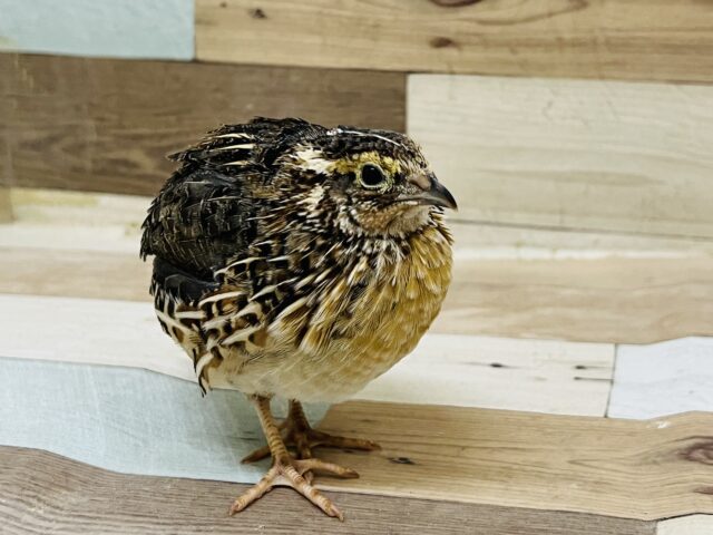 並ウズラ