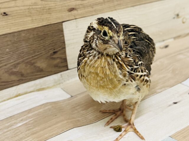 並ウズラ