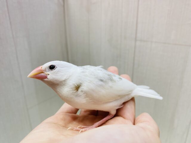 白文鳥