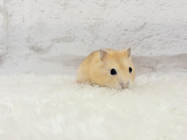 ドワーフハムスターの1種