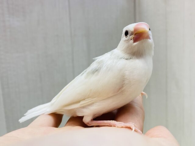 白文鳥