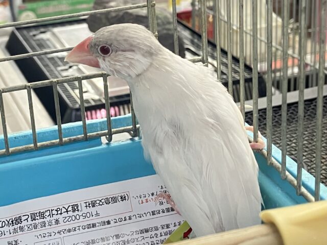 シルバーイノ文鳥