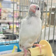 ✨最新画像✨煌びやかシルバーにキラッと輝く赤目♬　シルバーイノ文鳥