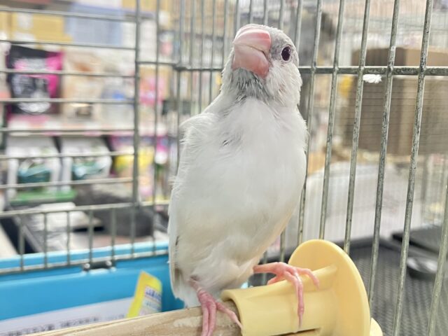 ✨最新画像✨煌びやかシルバーにキラッと輝く赤目♬　シルバーイノ文鳥