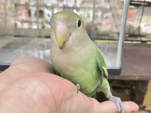 コザクラインコ（小桜インコ）