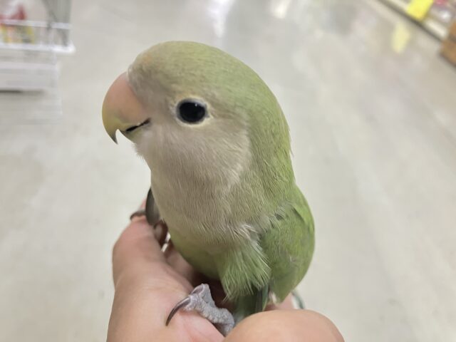 コザクラインコ（小桜インコ）
