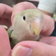 ✨最新画像✨新緑麗らか🍃⟡.*ｻﾝｻﾝかしわ餅🌱‬‎🤍コザクラインコ(ホワイトフェイス/2025年7月生まれ)