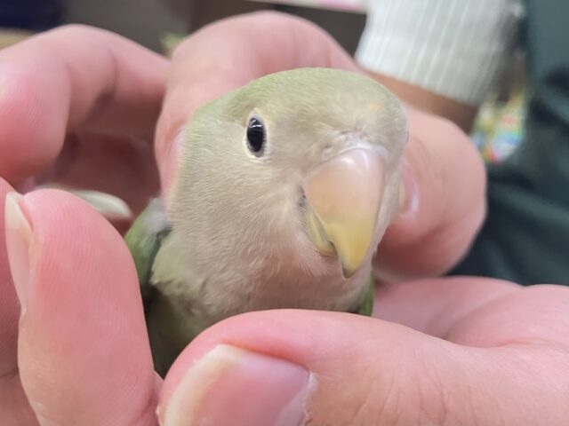 ✨最新画像✨新緑麗らか🍃⟡.*ｻﾝｻﾝかしわ餅🌱‬‎🤍コザクラインコ(ホワイトフェイス/2025年7月生まれ)