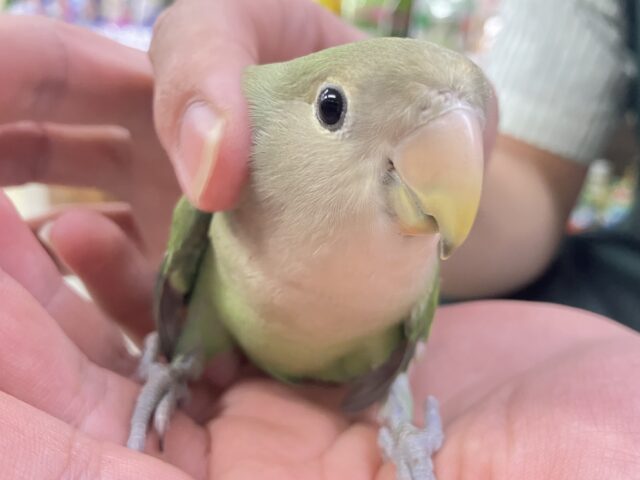みみ　水彩画 月夜のコザクラインコ　値段は600円です みみ様専用 水彩画 月夜のコザクラインコ 値段は600円です