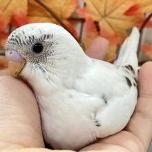 も〜も〜も〜🐮🌱も〜っちりMilky❕⟡.*セキセイインコ(白色ハルクイン/2025年9月下旬生まれ)