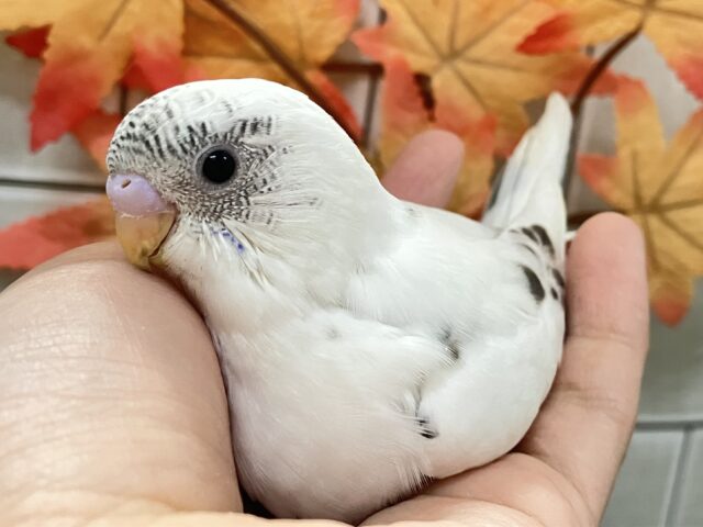 も〜も〜も〜🐮🌱も〜っちりMilky❕⟡.*セキセイインコ(白色ハルクイン/2025年9月下旬生まれ)
