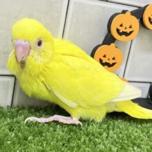 キンキラ𝕤𝕡𝕒𝕣𝕜❕イチョウの子🍂💛セキセイインコ(ルチノー/2025年9月下旬生まれ)