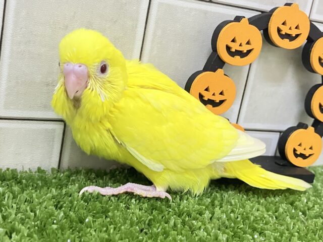 キンキラ𝕤𝕡𝕒𝕣𝕜❕イチョウの子🍂💛セキセイインコ(ルチノー/2025年9月下旬生まれ)