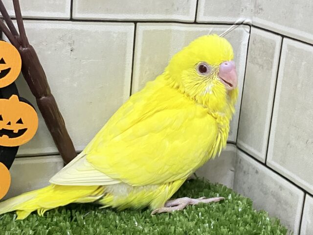 セキセイインコ