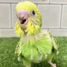 さ〜い〜た〜🌱‬秋のたんぽぽ?!🌼*･セキセイインコ(グリーンオパーリン/2025年9月下旬)