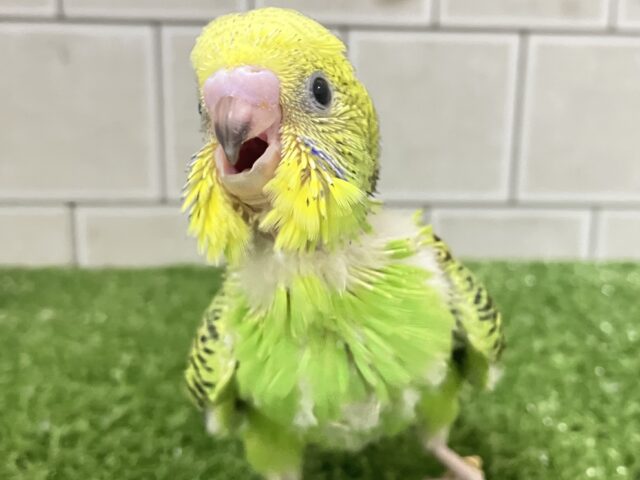さ〜い〜た〜🌱‬秋のたんぽぽ?!🌼*･セキセイインコ(グリーンオパーリン/2025年9月下旬)