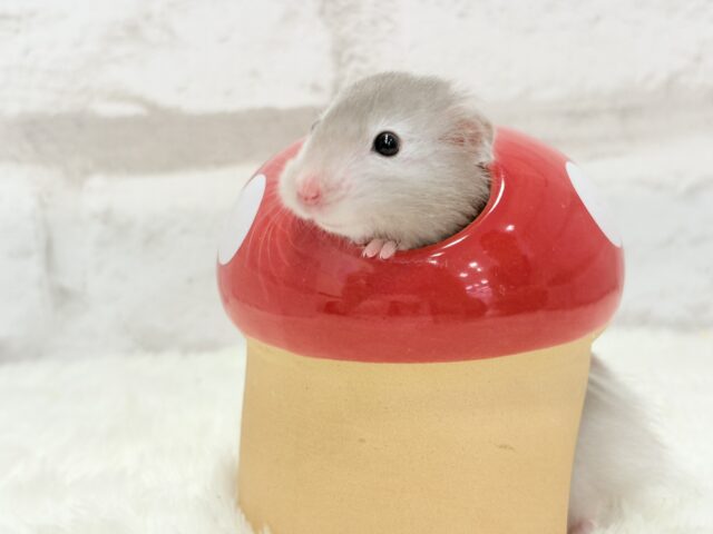 ゴールデンハムスター