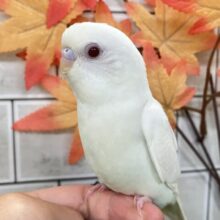 【最新画像更新☆☆】白いボディに熟れた果実のようなきれいなルビーアイ！！　セキセイインコ