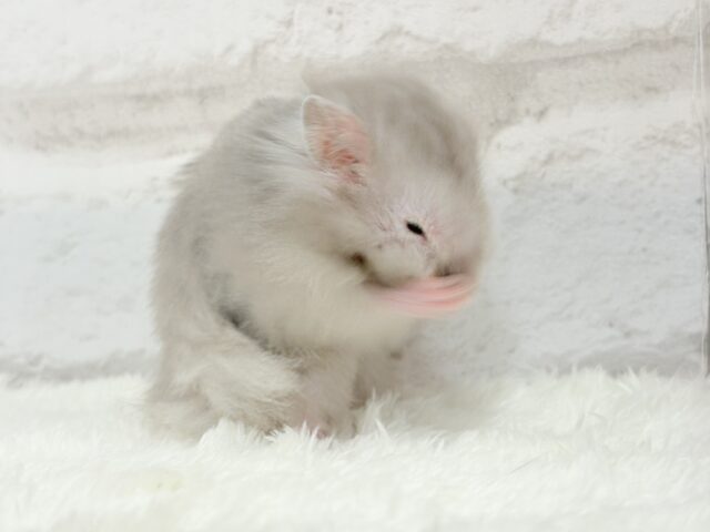 ゴールデンハムスター