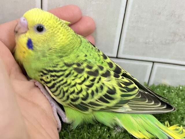 ✨最新画像✨さ〜い〜た〜🌱秋のたんぽぽ?!🌼*・セキセイインコ(グリーンオパーリン/2025年9月下旬) セキセイインコ