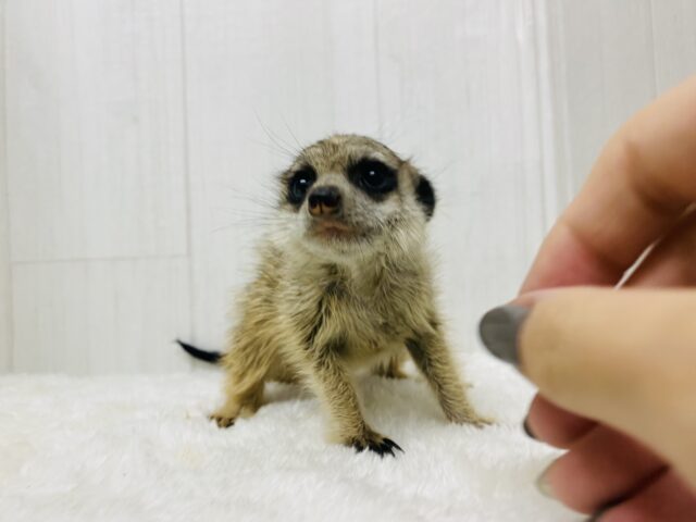 説明画像です
