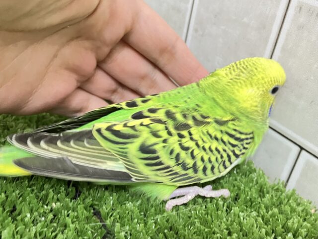 ✨最新画像✨さ〜い〜た〜🌱秋のたんぽぽ?!🌼*・セキセイインコ(グリーンオパーリン/2025年9月下旬) セキセイインコ