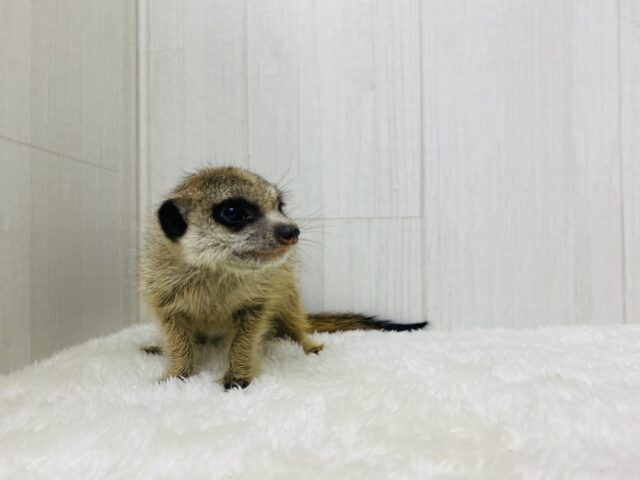 説明画像です