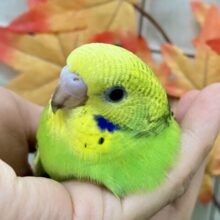 ✨最新画像✨さ〜い〜た〜🌱‬秋のたんぽぽ?!🌼*･セキセイインコ(グリーンオパーリン/2025年9月下旬)