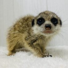 激カワ🥰甘えん坊の予感…💕ミーアキャットの男の子❗️