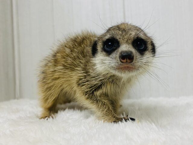 激カワ🥰甘えん坊の予感…💕ミーアキャットの男の子❗️