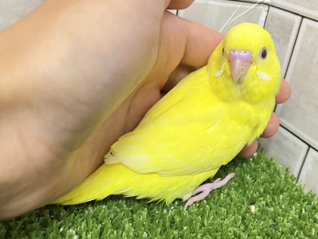 ✨最新画像✨キンキラ𝕤𝕡𝕒𝕣𝕜❕イチョウの子🍂💛セキセイインコ(ルチノー/2025年9月下旬生まれ) セキセイインコ