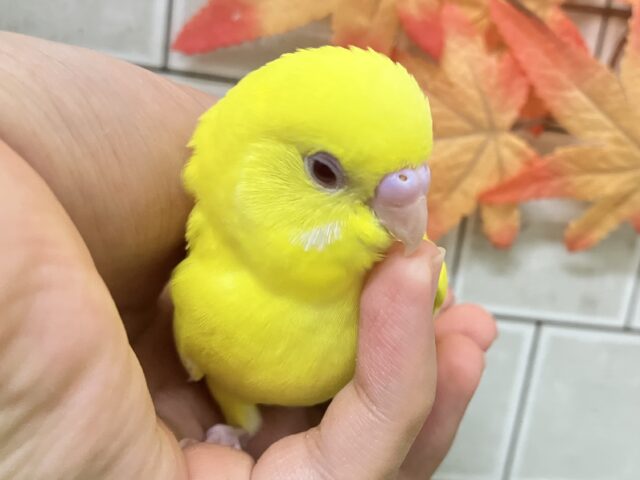 ✨最新画像✨キンキラ𝕤𝕡𝕒𝕣𝕜❕イチョウの子🍂💛セキセイインコ(ルチノー/2025年9月下旬生まれ) セキセイインコ