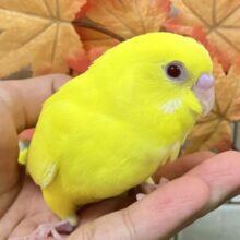 ✨最新画像✨キンキラ𝕤𝕡𝕒𝕣𝕜❕イチョウの子🍂💛セキセイインコ(ルチノー/2025年9月下旬生まれ)