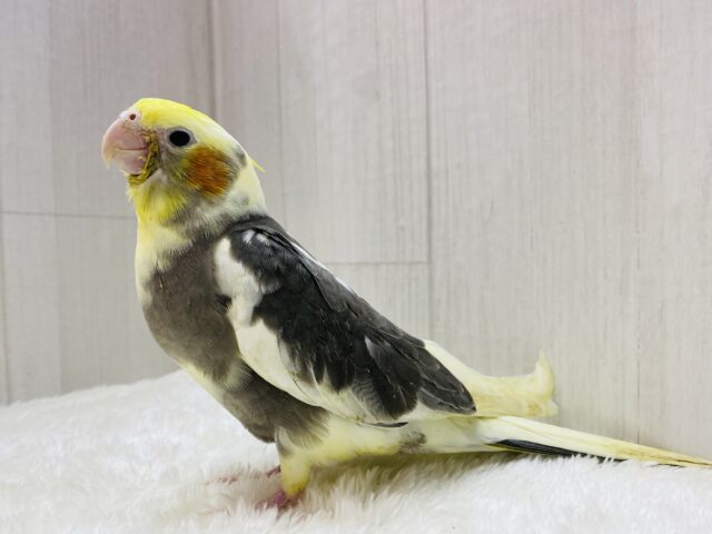 オカメインコ