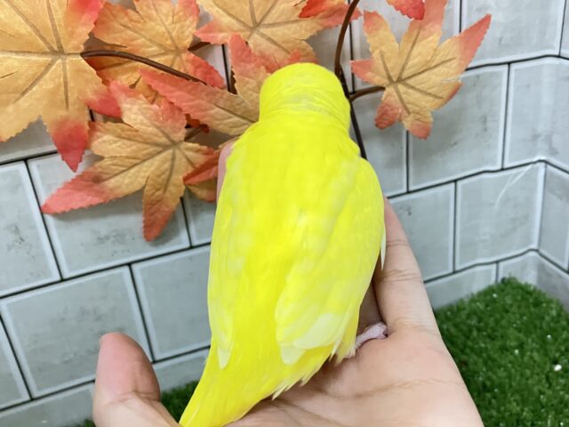 ✨最新画像✨キンキラ𝕤𝕡𝕒𝕣𝕜❕イチョウの子🍂💛セキセイインコ(ルチノー/2025年9月下旬生まれ) セキセイインコ