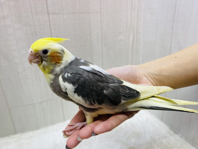 説明画像です