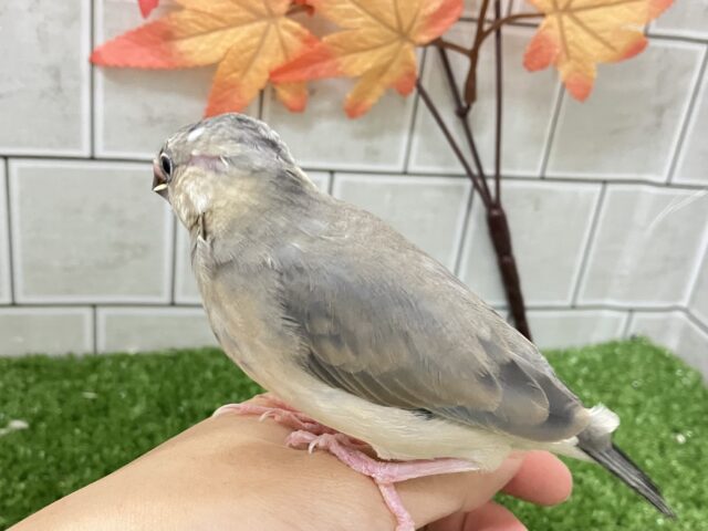 ✨最新画像✨おちりの扇子でどこまでも〜🪽✧*。 桜文鳥 桜文鳥