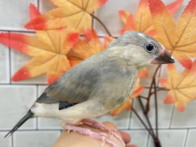 ✨最新画像✨おちりの扇子でどこまでも〜🪽✧*。 桜文鳥 桜文鳥