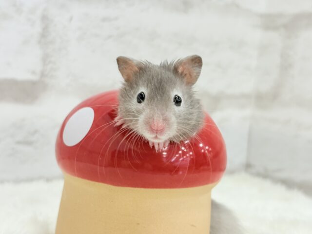 ゴールデンハムスター