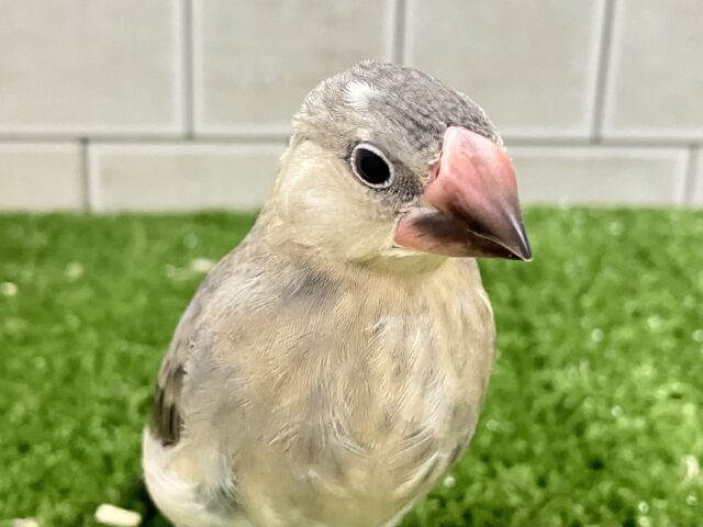 ✨最新画像✨おちりの扇子でどこまでも〜🪽✧*。 桜文鳥 桜文鳥