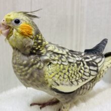 まるでアートのようなステキな模様💕オカメインコのパール💫