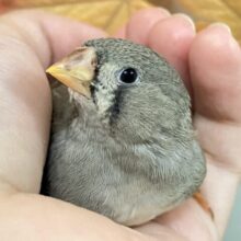 ✨最新画像✨今日もニンジンのクチだっﾍﾟｲ…🤤🤤🥕キンカチョウ(ノーマル/2025年9月生まれ)