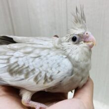 優しさ溢れる🫶💕︎︎モノトーンのオシャレさん😎✨オカメインコ(ホワイトフェイスシナモンパール)