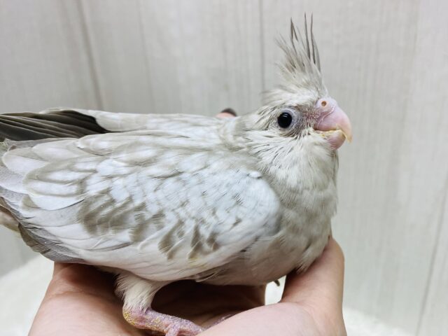 優しさ溢れる🫶💕︎︎モノトーンのオシャレさん😎✨オカメインコ(ホワイトフェイスシナモンパール)