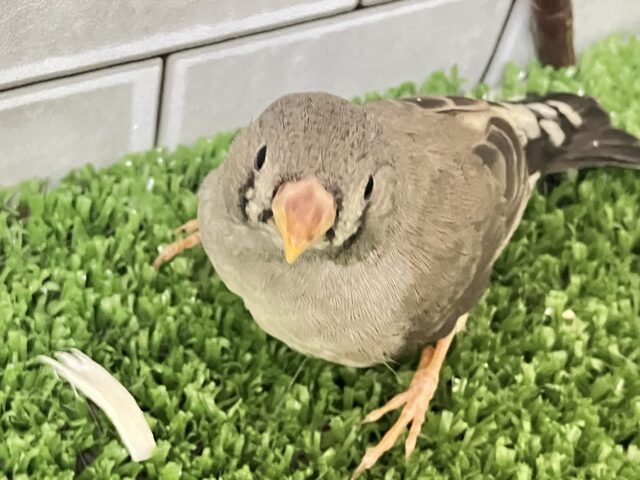 錦花鳥（キンカチョウ）