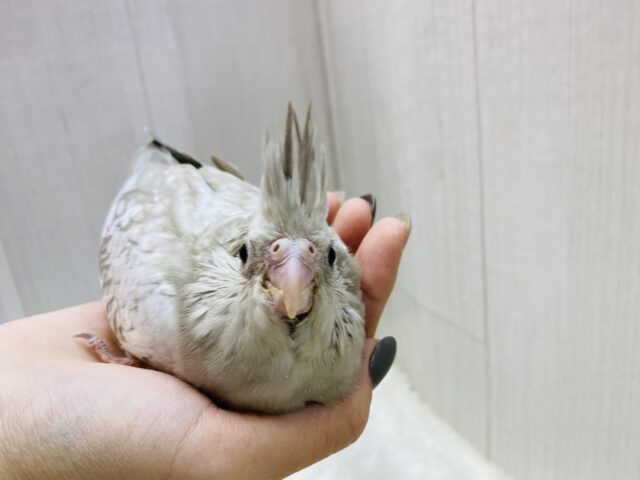 説明画像です