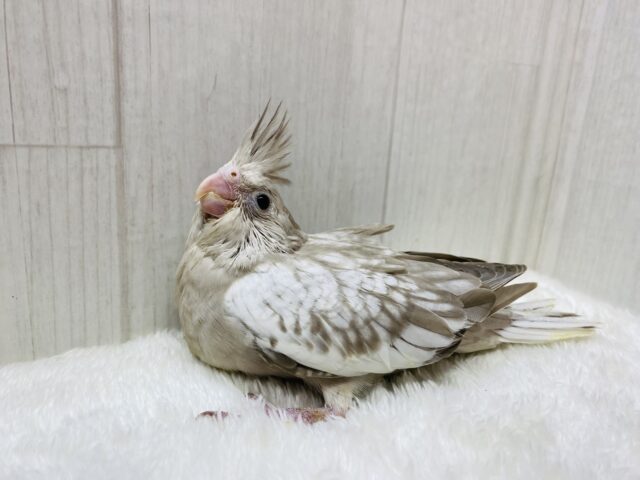 説明画像です