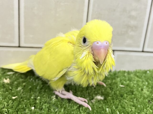 黄金ピカリン🌟⋆꙳おイモだッピ🍠(^³^)セキセイインコ(ダブルファクター/2025年10月生まれ) セキセイインコ