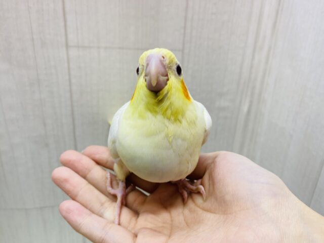 オカメインコ