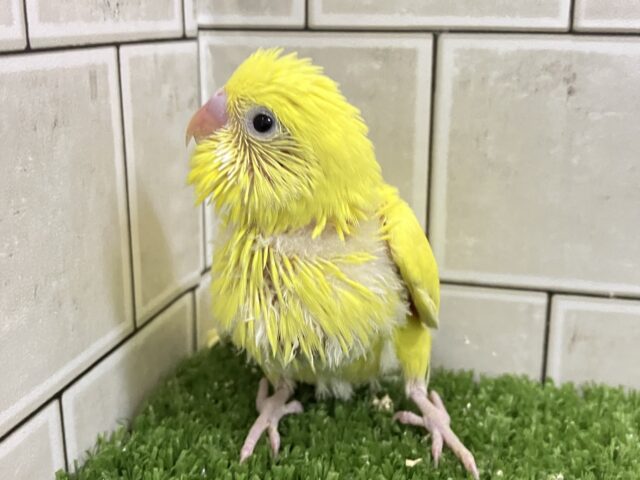 黄金ピカリン🌟⋆꙳おイモだッピ🍠(^³^)セキセイインコ(ダブルファクター/2025年10月生まれ) 黄金ピカリン🌟⋆꙳おイモだッピ🍠(^³^)セキセイインコ(ダブルファクター/2025年10月生まれ)